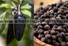 جلب و تهييج الحبيب و حرق قلب من تحب بالفلفل الأسود