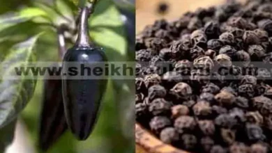 جلب و تهييج الحبيب و حرق قلب من تحب بالفلفل الأسود