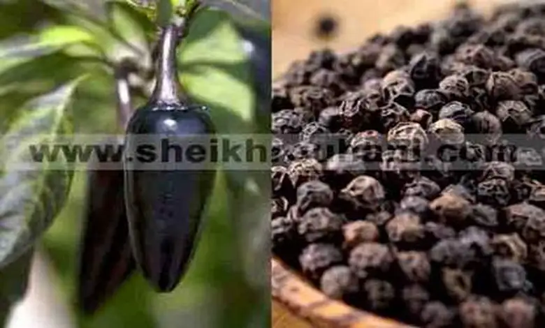 جلب و تهييج الحبيب و حرق قلب من تحب بالفلفل الأسود