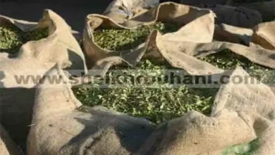 أوراق الحنة الخضراء