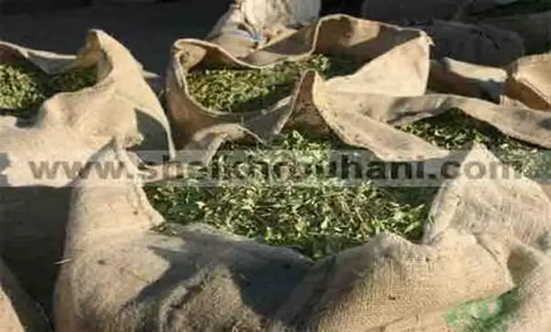 أوراق الحنة الخضراء